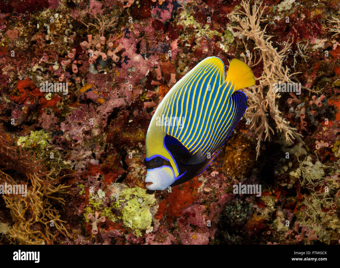 Emperor angelfish, arrière-plan des récifs coralliens. Banque D'Images