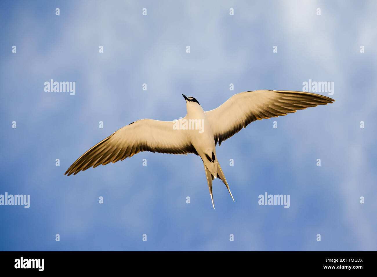 Grazina oiseau volant à l'île de Trindade, au milieu de l'Océan Atlantique Banque D'Images