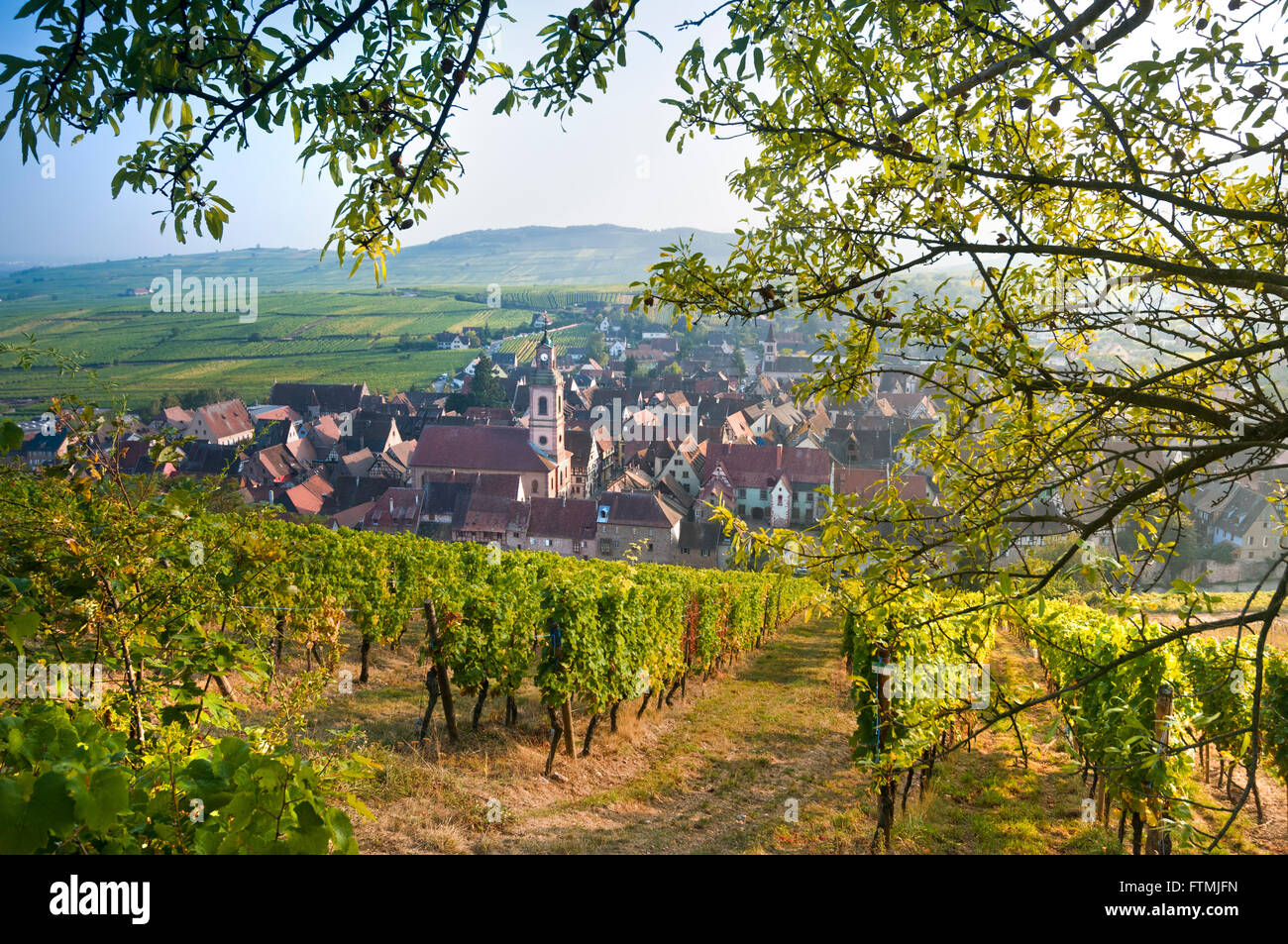 Couleur D Automne Dans Le Vignoble Schoenenbourg Au Dessus De La Cite Medievale De Riquewihr Village Historique Route Des Vins Alsace France Photo Stock Alamy