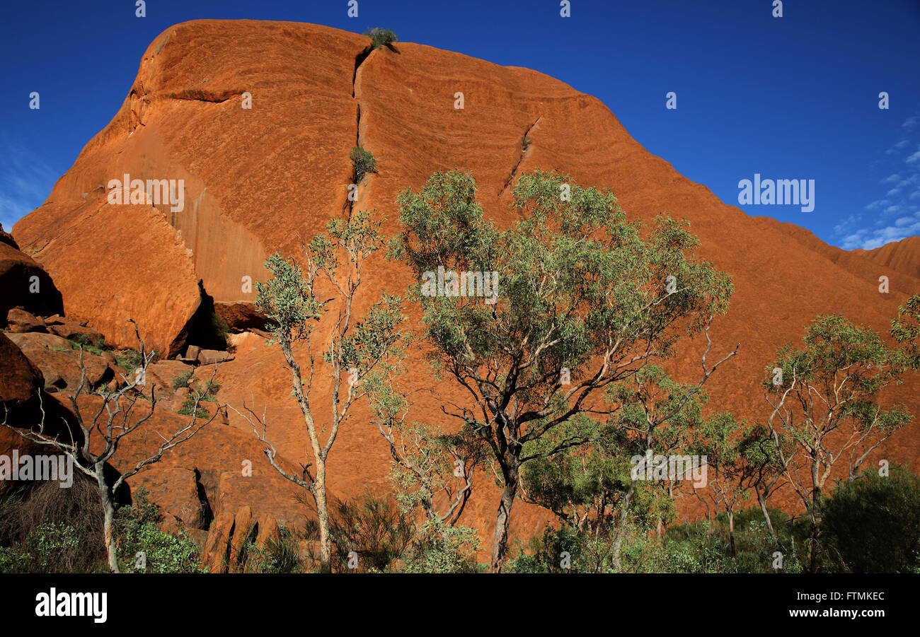 La base d'Uluru à pied dans le territoire du nord de l'Australie Banque D'Images