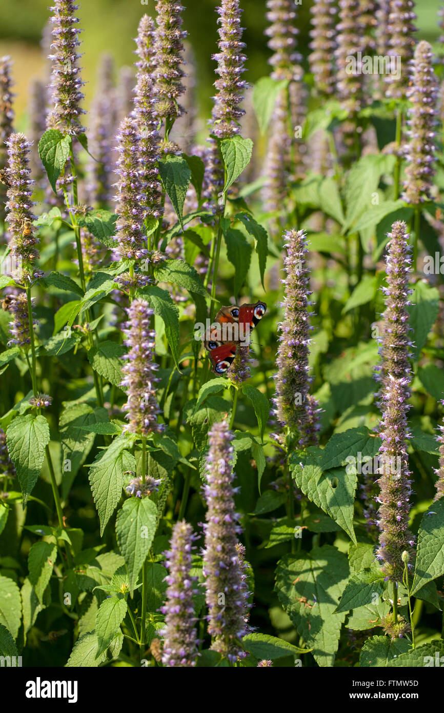 Image de l'Anis hysope géante (Agastache foeniculum) dans un jardin d'été. Banque D'Images