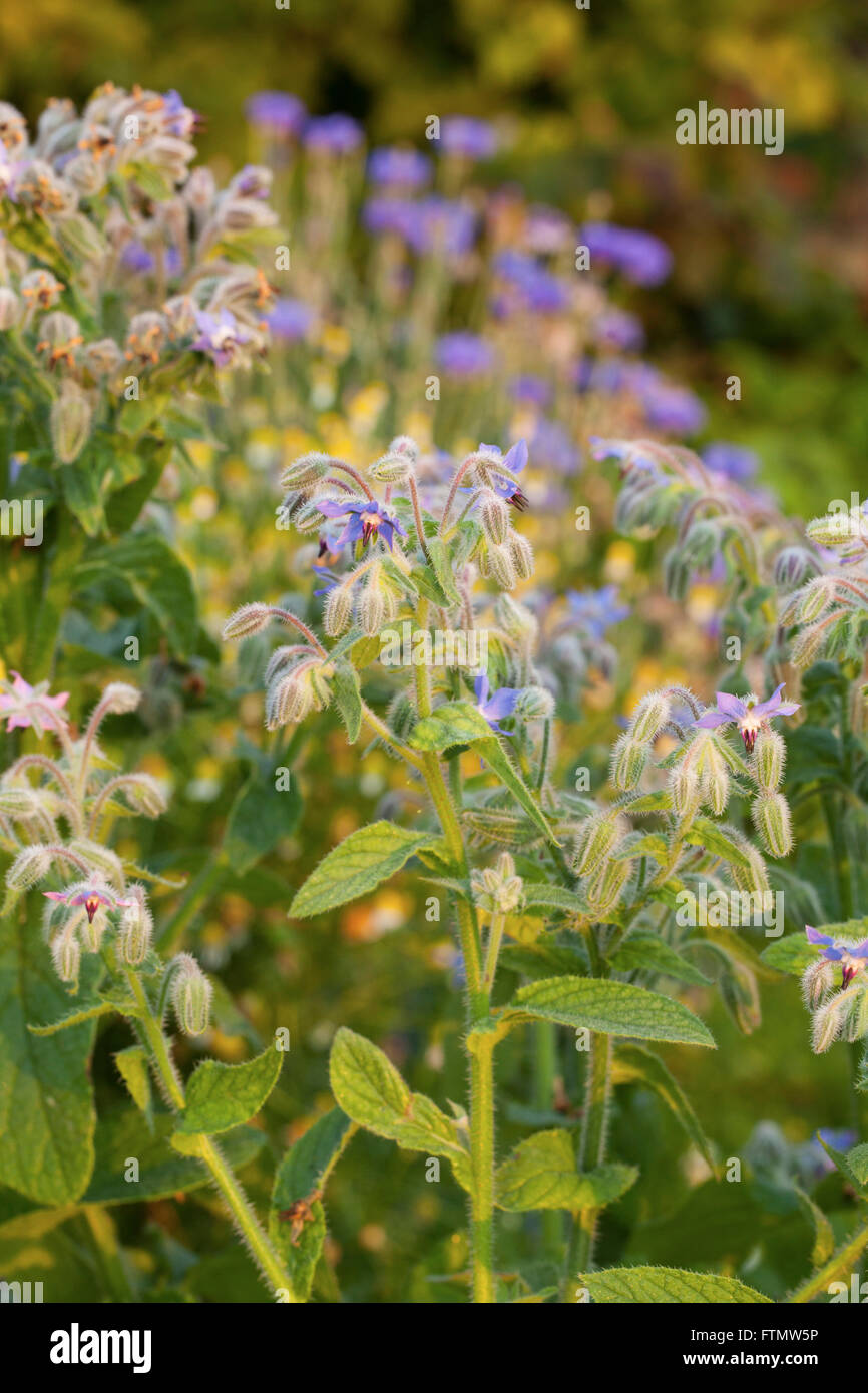 Fleurs de bourrache (Borago officinalis) Banque D'Images