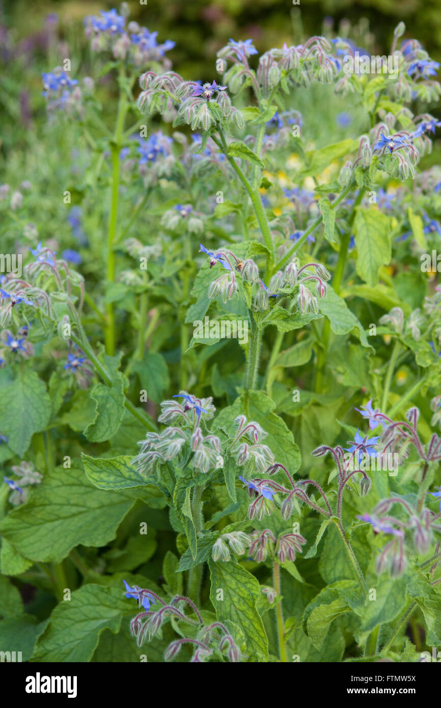Fleurs de bourrache (Borago officinalis) Banque D'Images