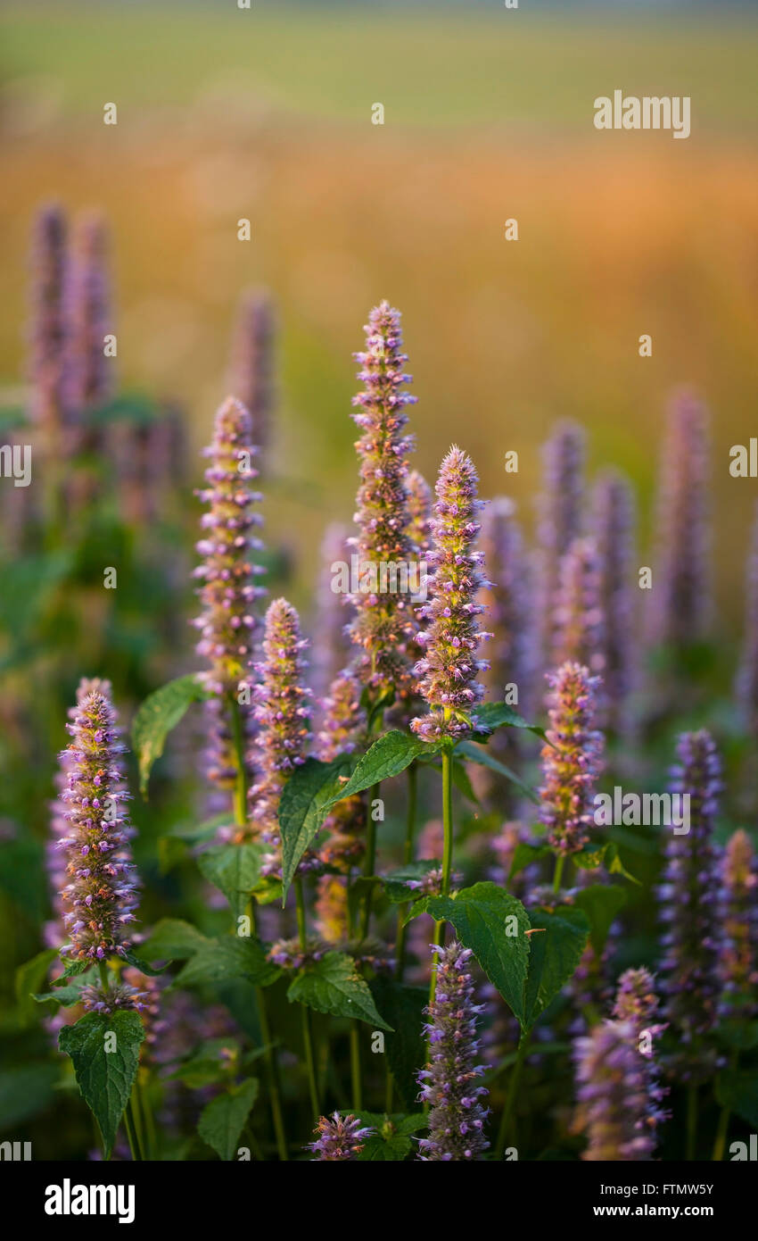 Image de l'Anis hysope géante (Agastache foeniculum) dans un jardin d'été. Banque D'Images