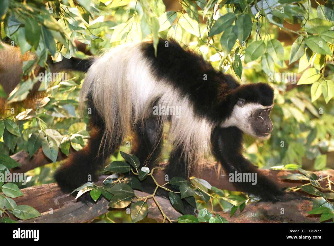 Colobus guereza farcies sur un arbre Banque D'Images