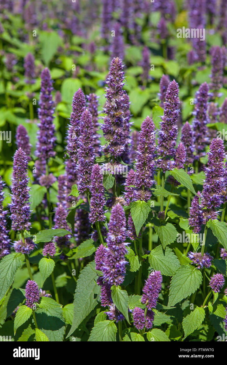Image de l'Anis hysope géante (Agastache foeniculum) dans un jardin d'été. Banque D'Images