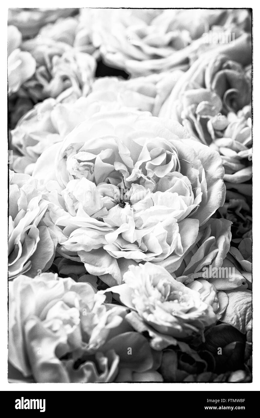 Droit d'image sépia pour créer une ambiance nostalgique, vintage white rose. Banque D'Images