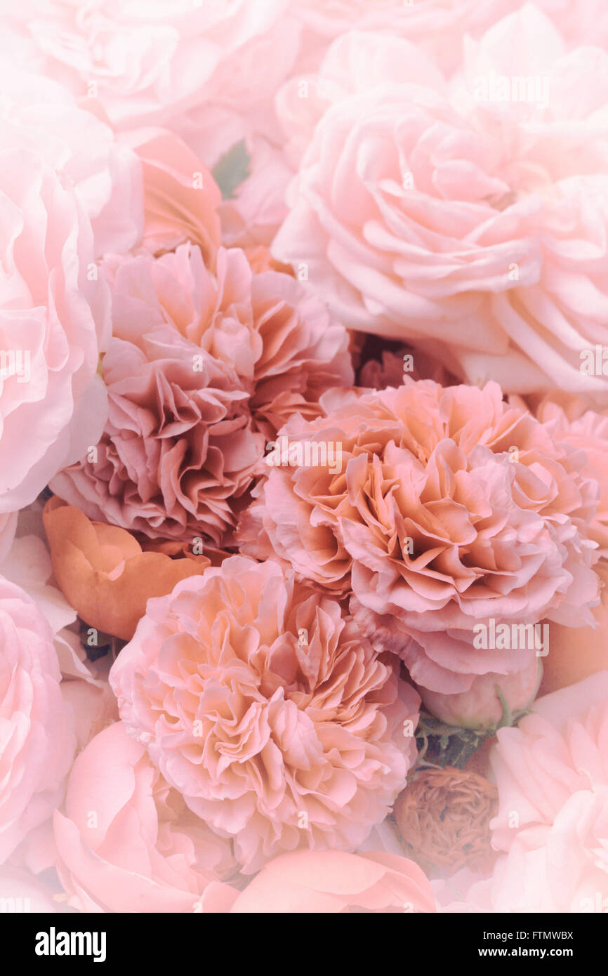 Image de bourgeons roses roses vintage nostalgique. Banque D'Images