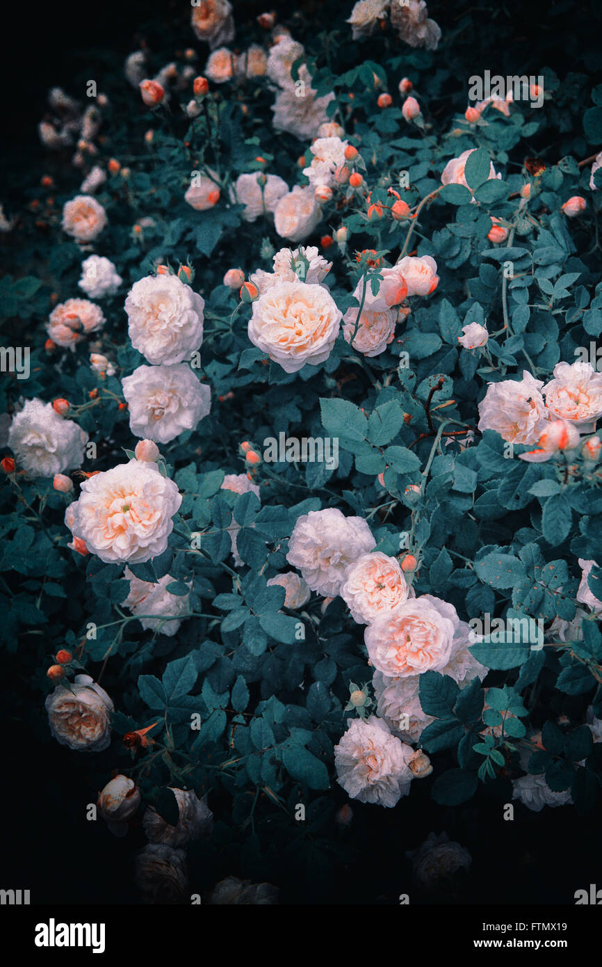 Image de vintage roses blanches bush dans un jardin d'été romantique. Banque D'Images