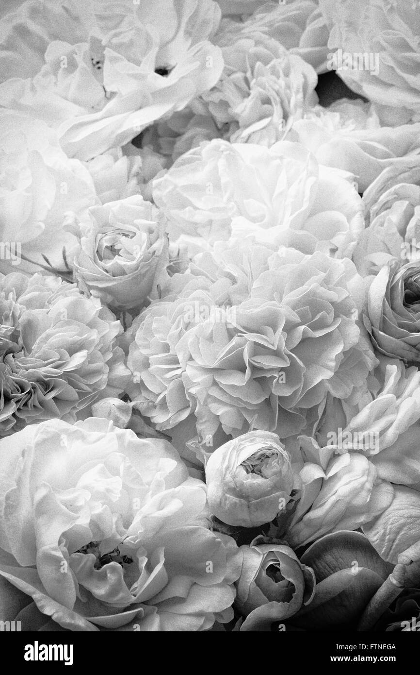 Vintage roses Banque D'Images