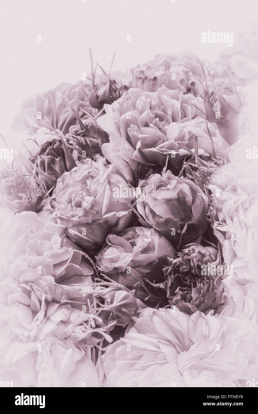 Vintage roses Banque D'Images