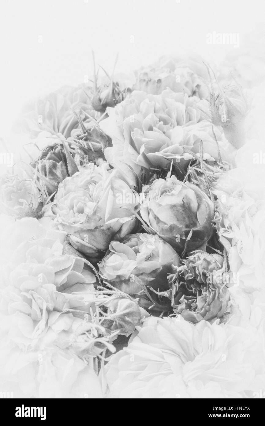 Image de vintage, bouquet roses nostalgique. Banque D'Images