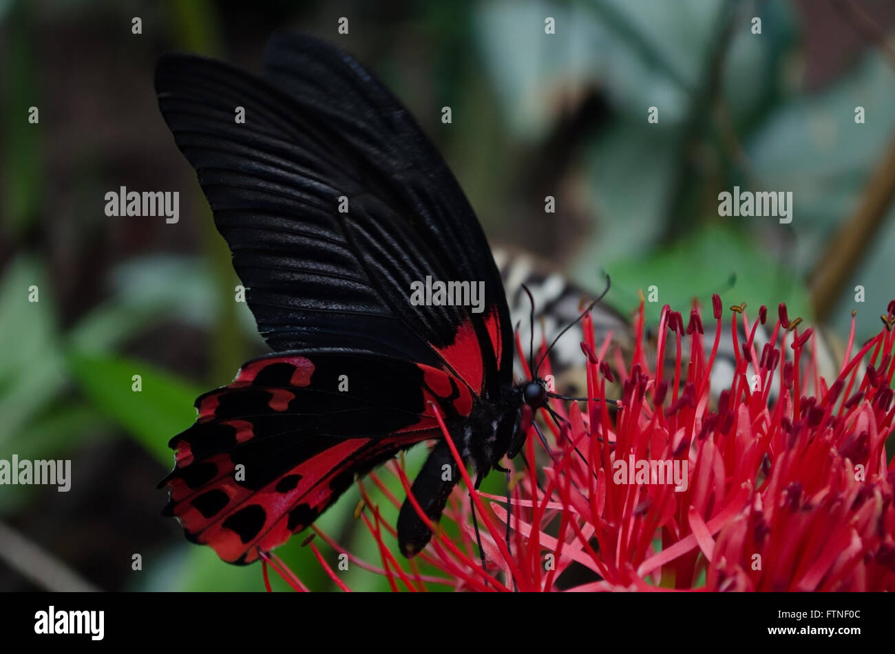 Papillon rouge et noir Banque de photographies et d’images à haute — free download