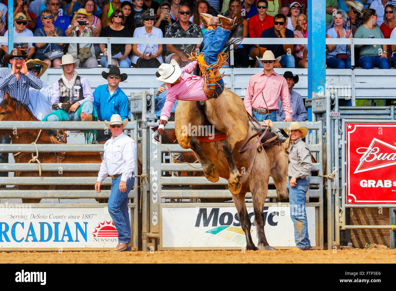 Le cow-boy à cheval Bucking Bronco Arcadia Rodeo, Florida, USA Banque D'Images