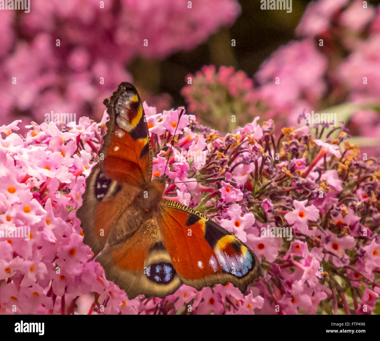 Peacock butterfly on plante dans un jardin de campagne anglaise. Beau papillon sur une grappe de fleurs roses. Merveilleux des couleurs vives. Banque D'Images