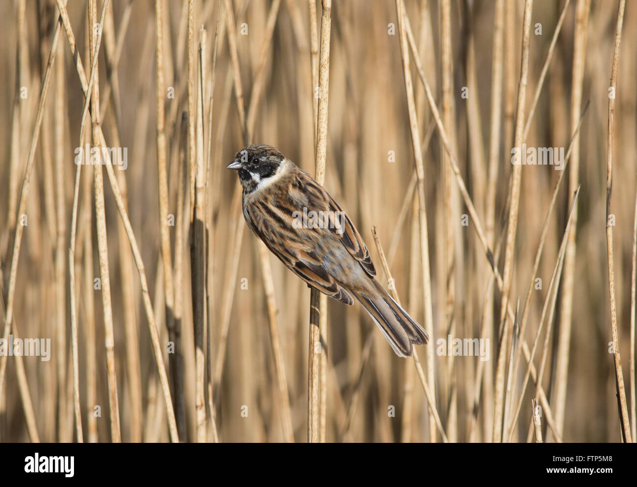 Roseau commun mâle (Emberiza schoeniclus) perchés dans roselière, Royaume-Uni. Banque D'Images