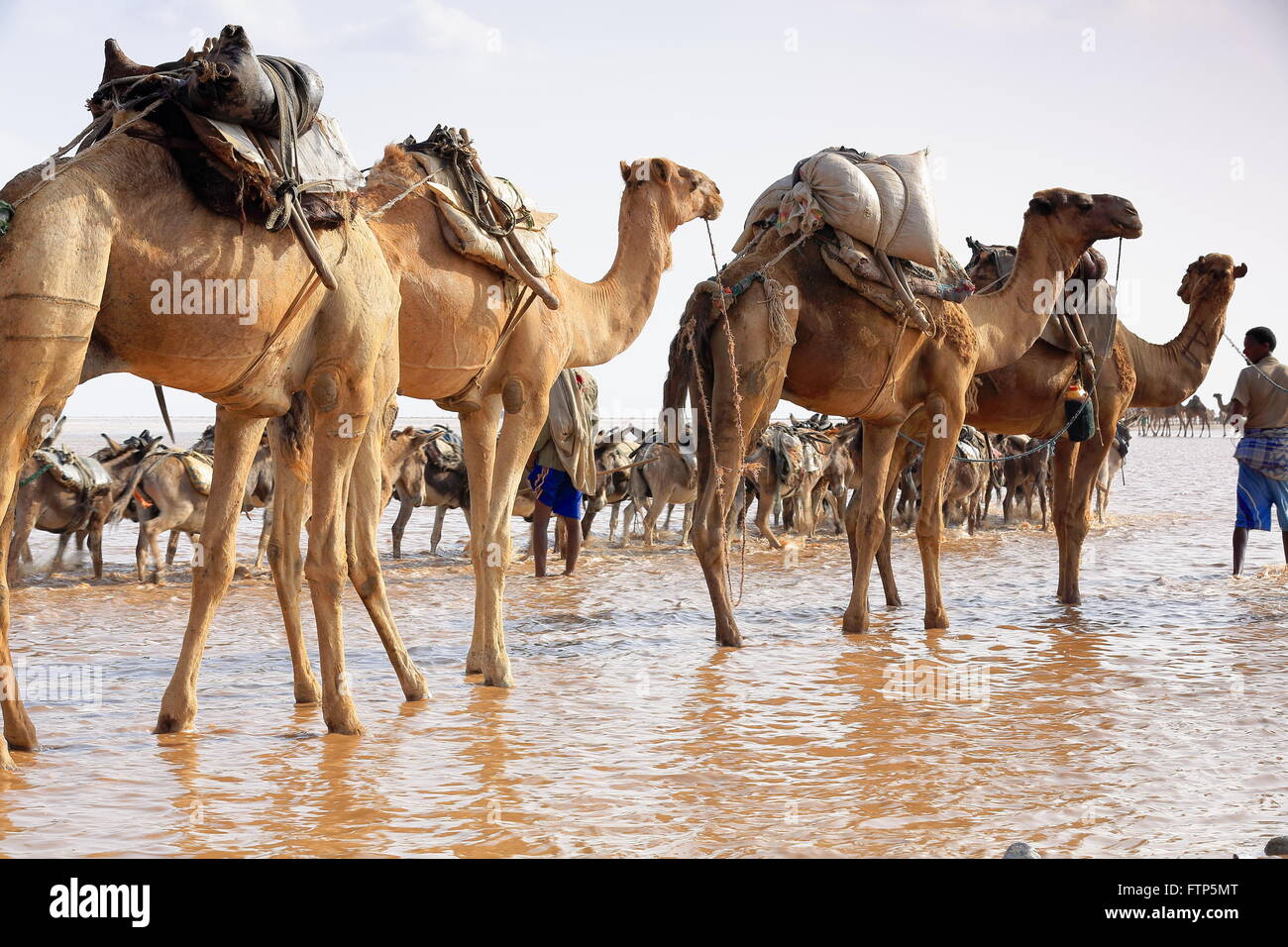 L'ÉTHIOPIE, DANAKIL-MARS 28 : herder Afar mène une caravane d'ânes et de dromadaires de Hamed Ale au lac Assale de charger des blocs de sel. Banque D'Images