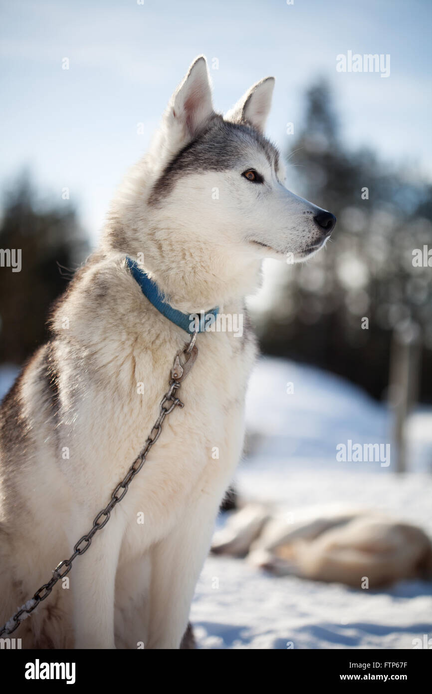 Passez du temps à l'extérieur des Huskies en Laponie, Finlande Banque D'Images