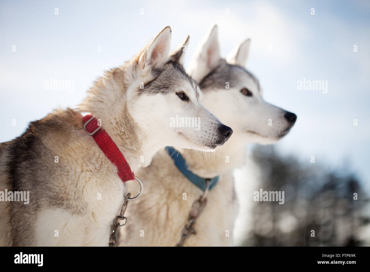 Passez du temps à l'extérieur des Huskies en Laponie, Finlande Banque D'Images
