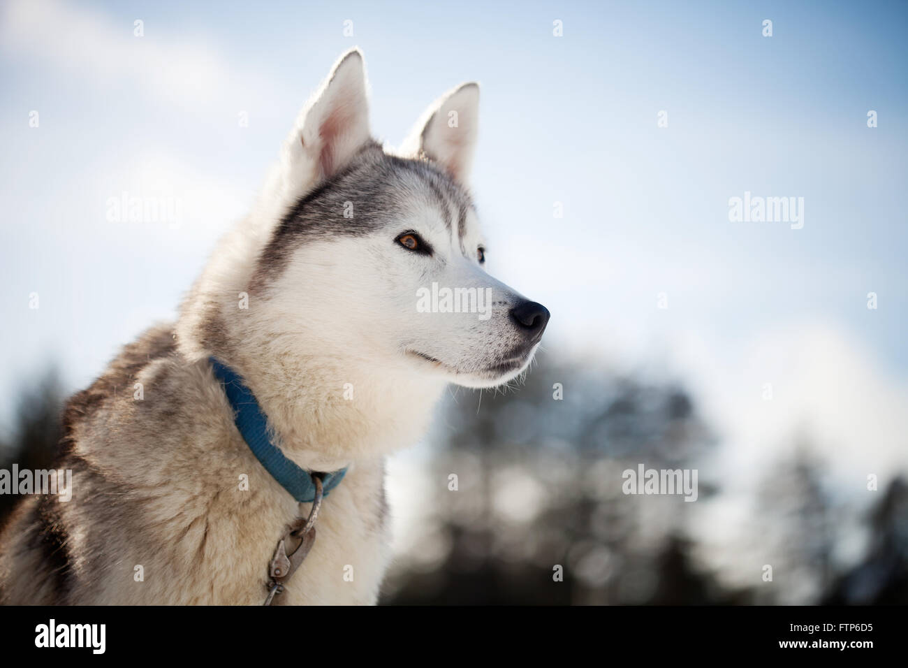 Passez du temps à l'extérieur des Huskies en Laponie, Finlande Banque D'Images