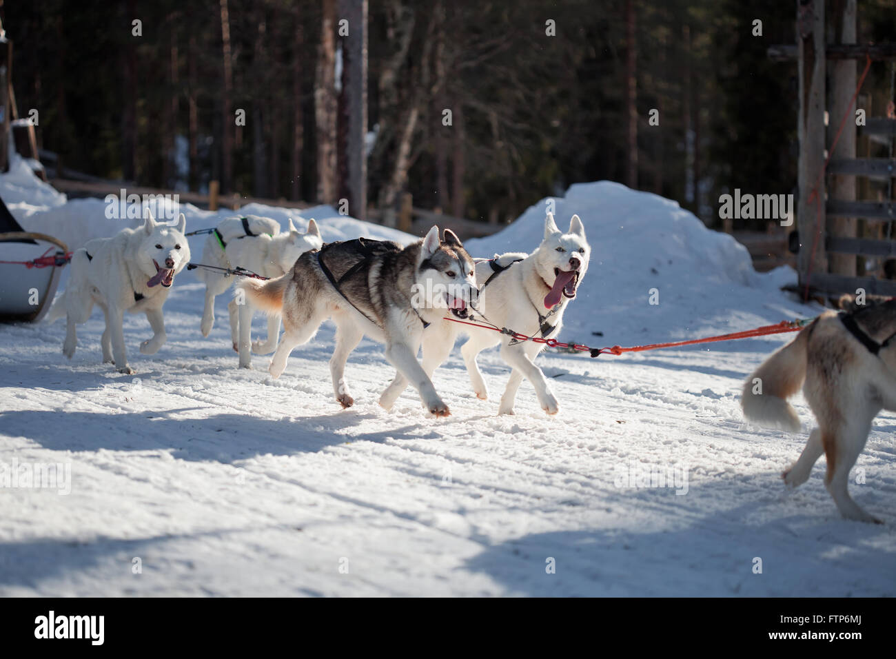 Passez du temps à l'extérieur des Huskies en Laponie, Finlande Banque D'Images
