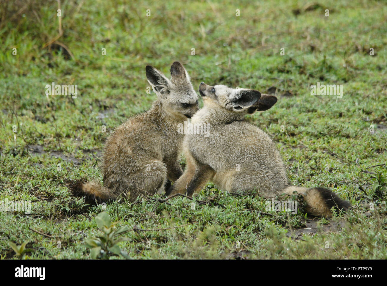 Bat-eared foxes toiletter les uns les autres, l'aire de conservation de Ngorongoro (Tanzanie), Ndutu Banque D'Images