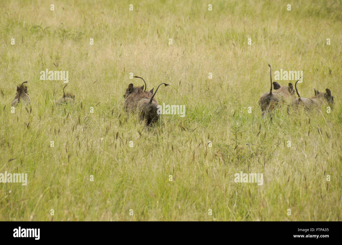 Famille de phacochères s'enfuyant dans l'herbe haute, la queue haute, le Parc National du Serengeti, Tanzanie Banque D'Images