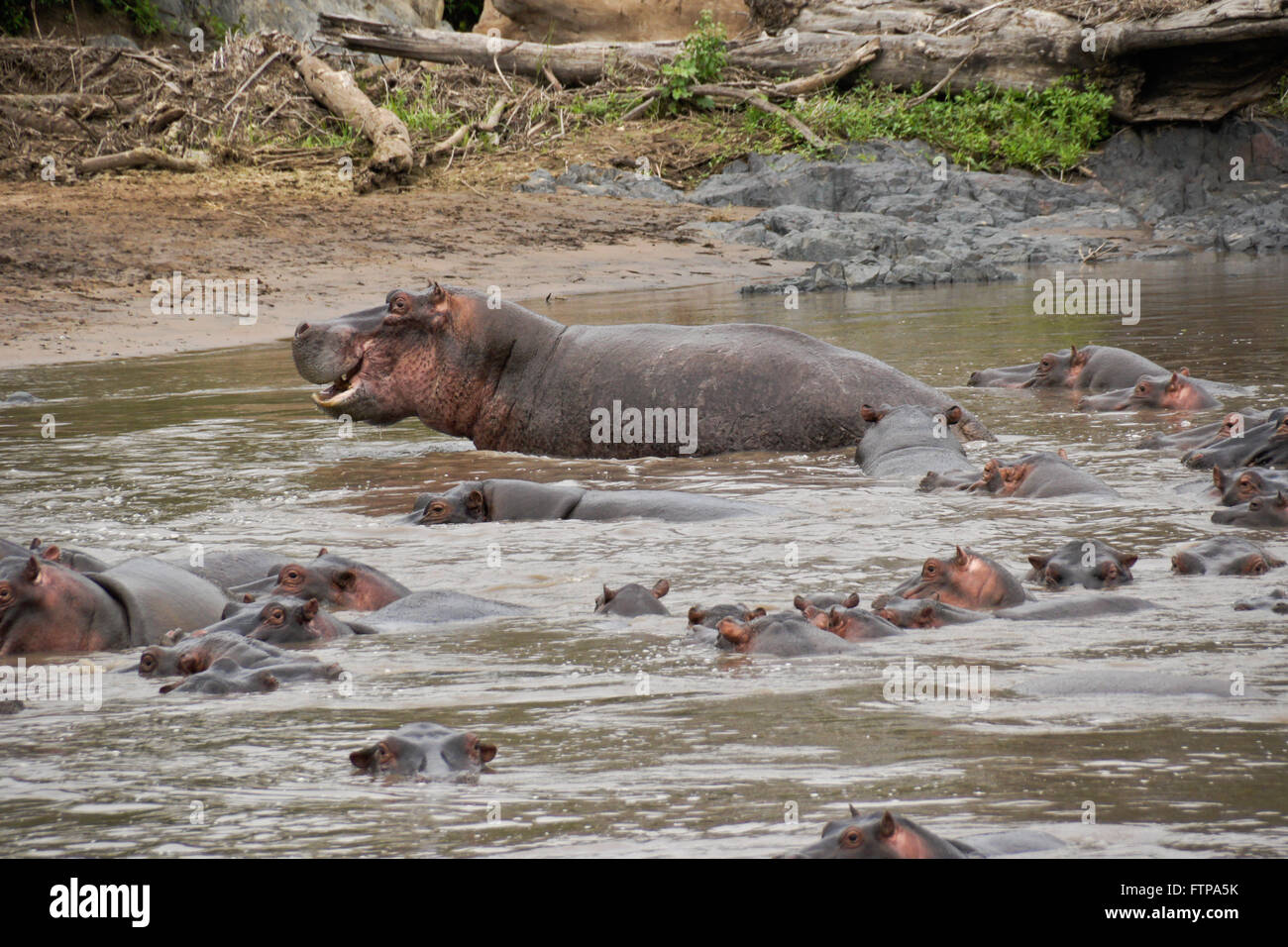 Hippopotames dans la rivière, le Parc National du Serengeti, Tanzanie Banque D'Images
