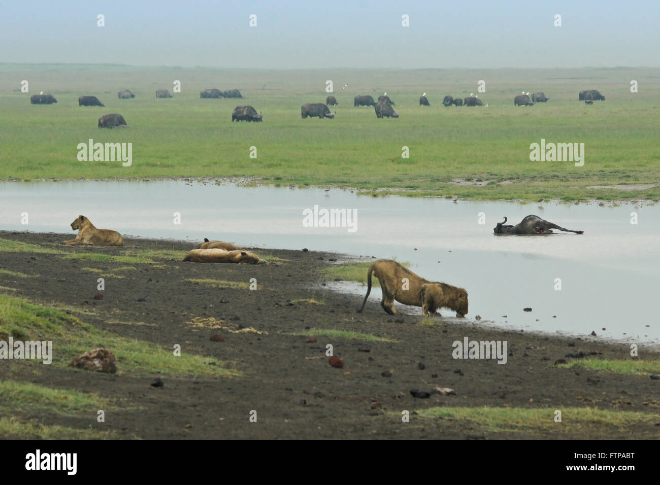 Troupe de lions se reposant après avoir tué des gnous dans l'eau, buffle le pâturage dans le contexte, le cratère du Ngorongoro, en Tanzanie Banque D'Images