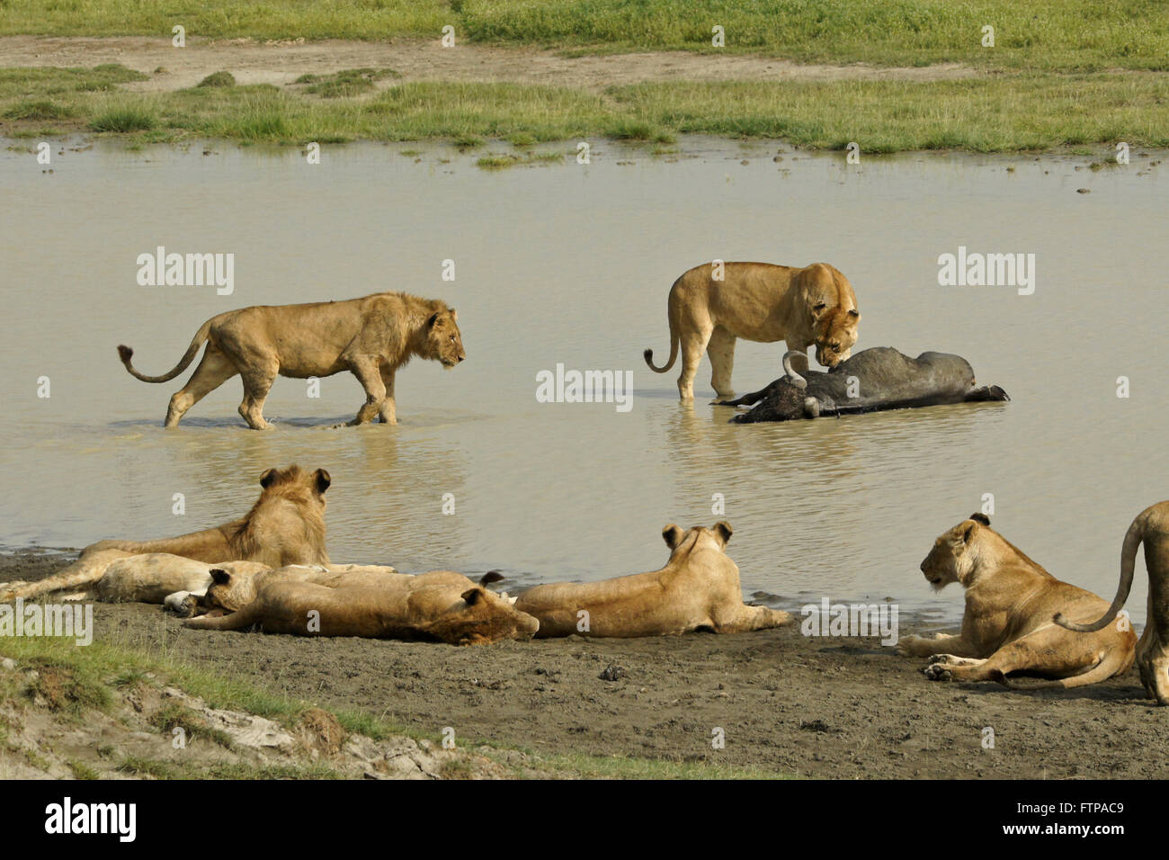 Lion avec fierté des gnous tuer dans l'eau, le cratère du Ngorongoro, en Tanzanie Banque D'Images