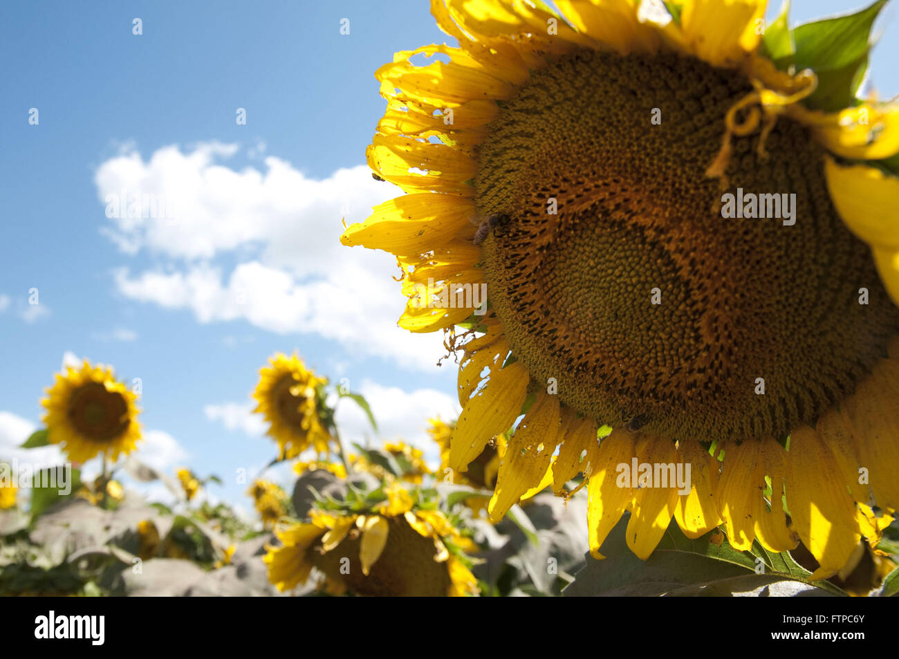 Plantation de tournesol Banque D'Images