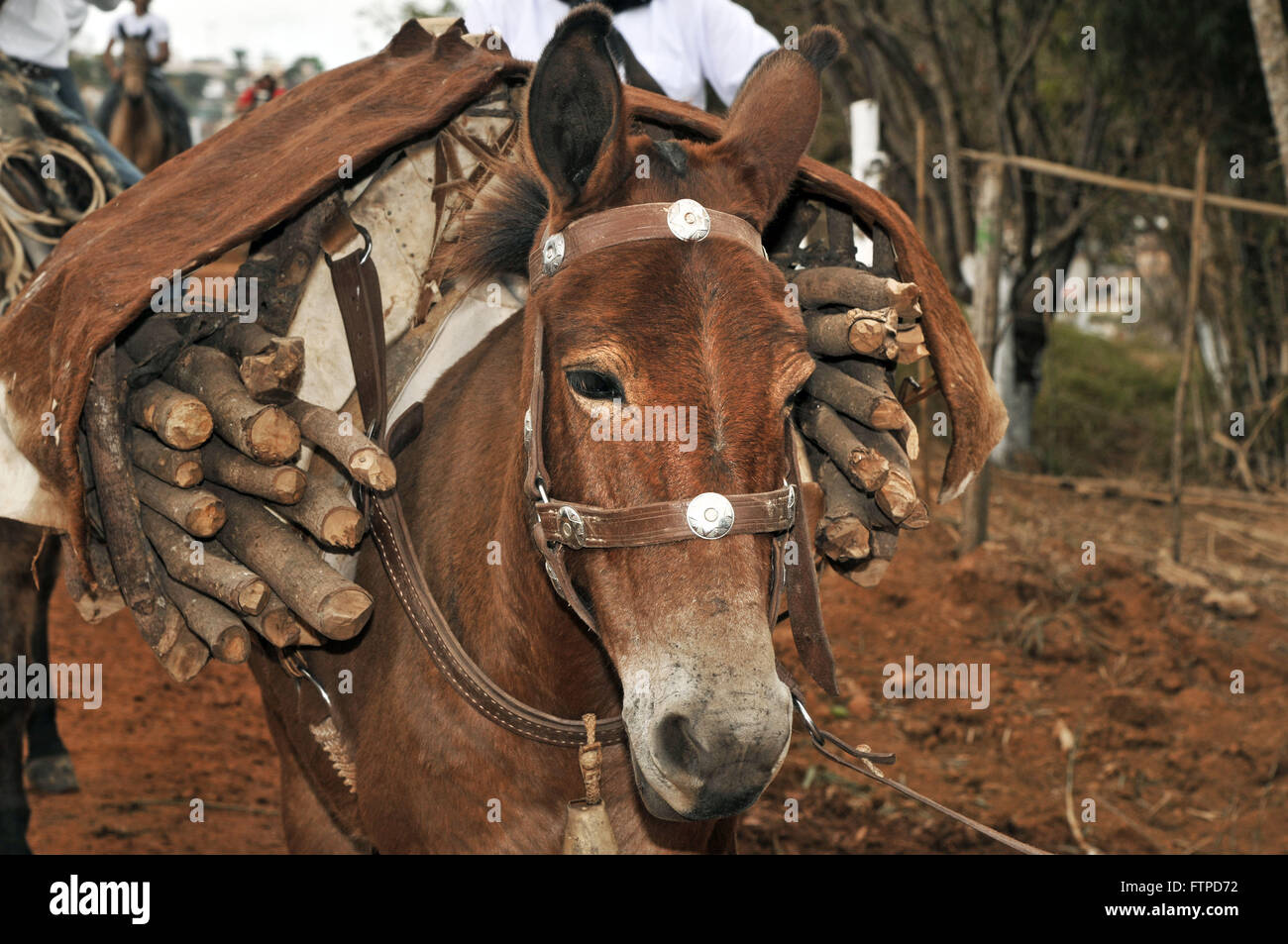 Mule avec plein de bois de chauffage de la chape dans la fête traditionnelle de l'ail de gravure Banque D'Images