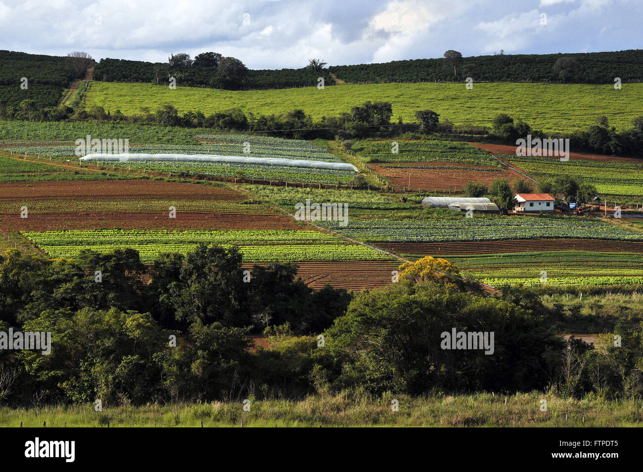 Dans les régions rurales de l'Horticulture Varginha - sud de Minas Gerais Banque D'Images
