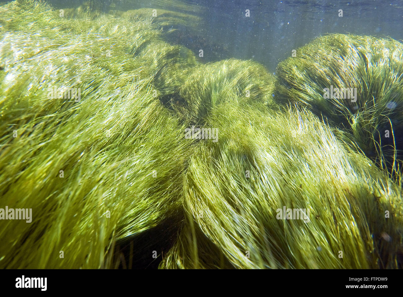 La végétation aquatique dans la rivière des âmes Banque D'Images