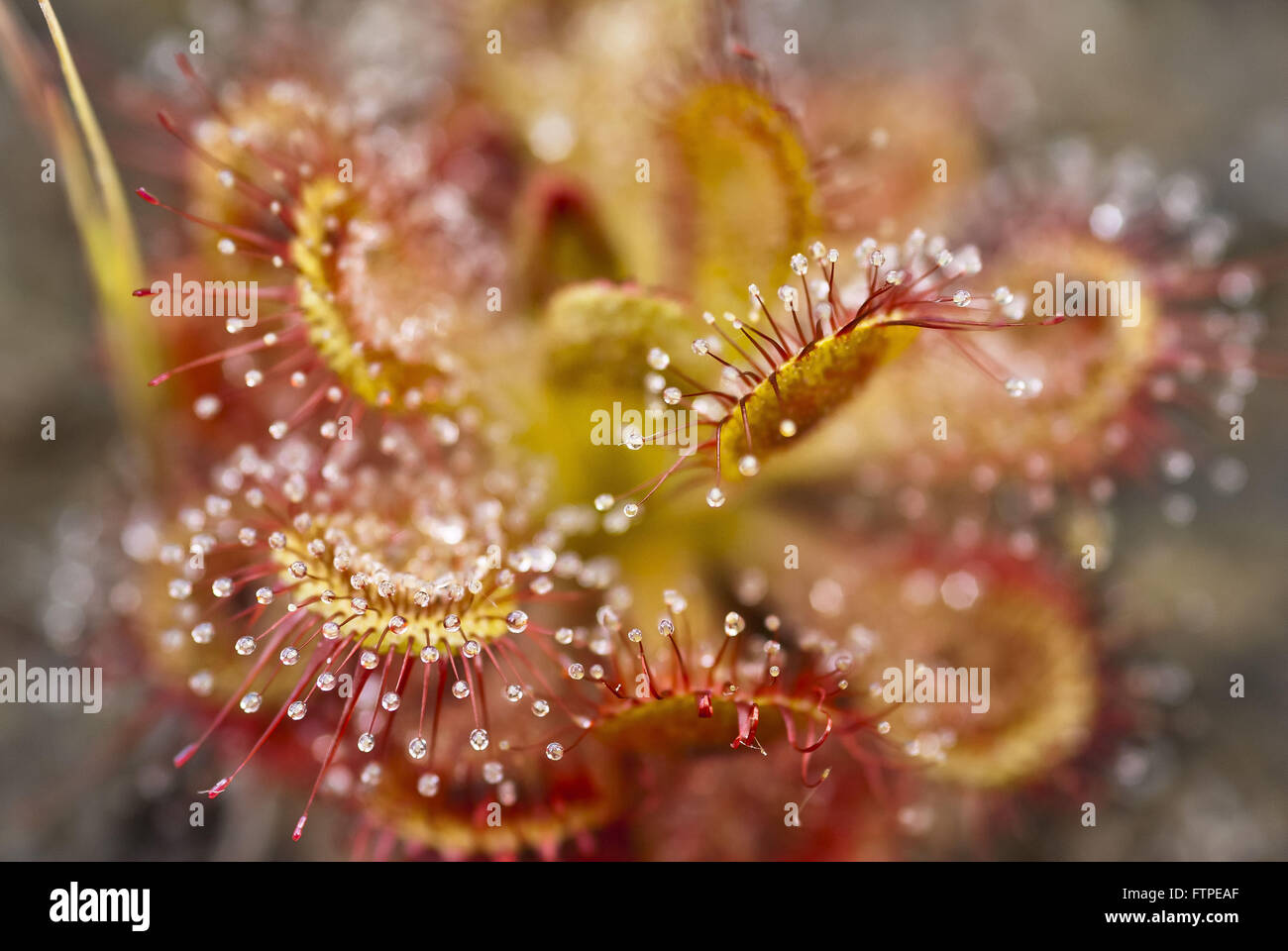 Les plantes carnivores du cerrado Banque D'Images