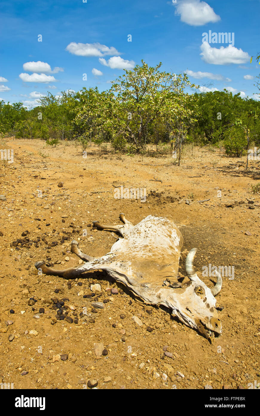 La carcasse des bovins morts dans les régions rurales de Juazeiro Banque D'Images