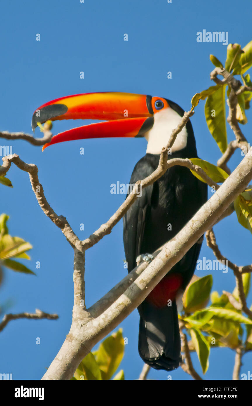 Toucan dans l'arbre du Pantanal - Ramphastos toco Banque D'Images
