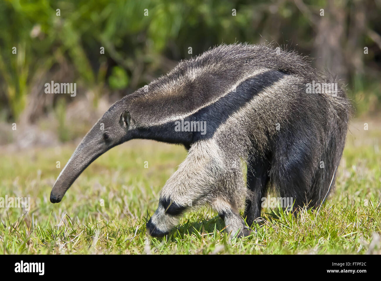 Tamanoir - espèce menacée d'extinction des animaux - Myrmecophaga tridactyla Banque D'Images