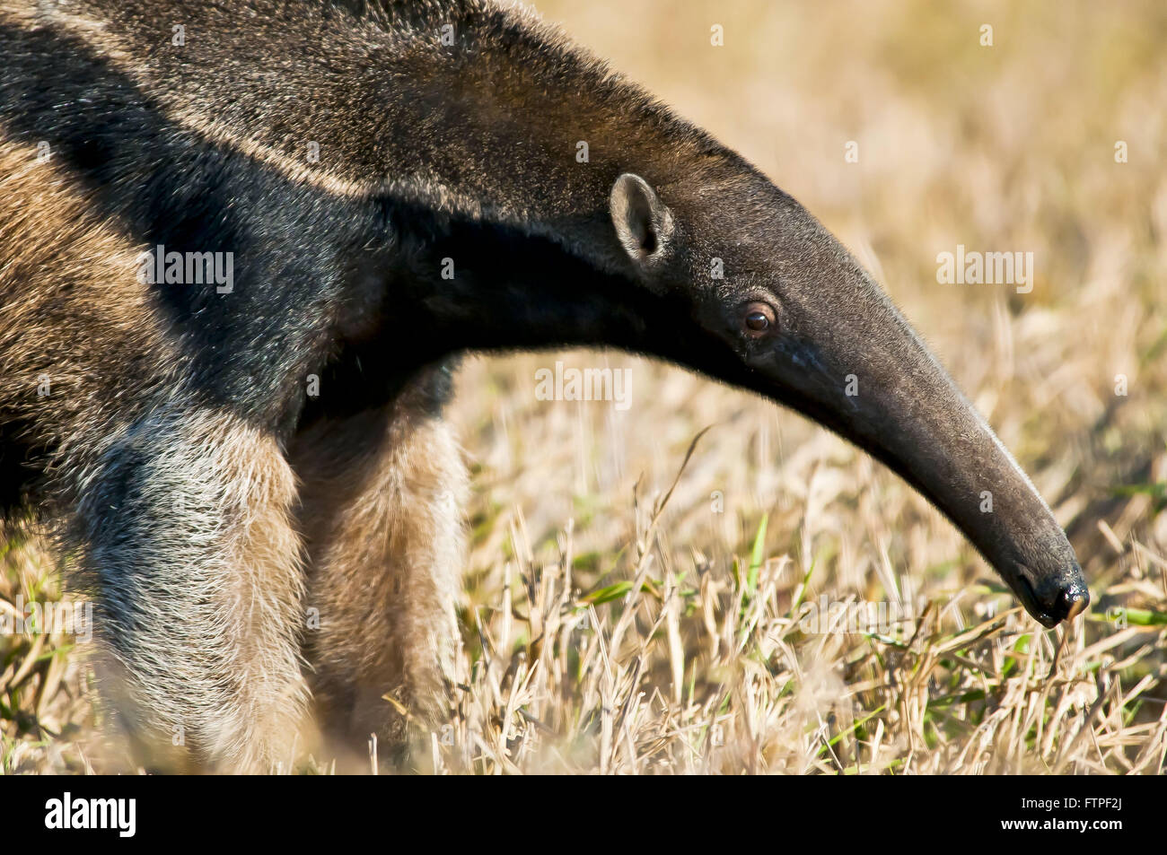 Tamanoir - espèce menacée d'extinction des animaux - Myrmecophaga tridactyla Banque D'Images