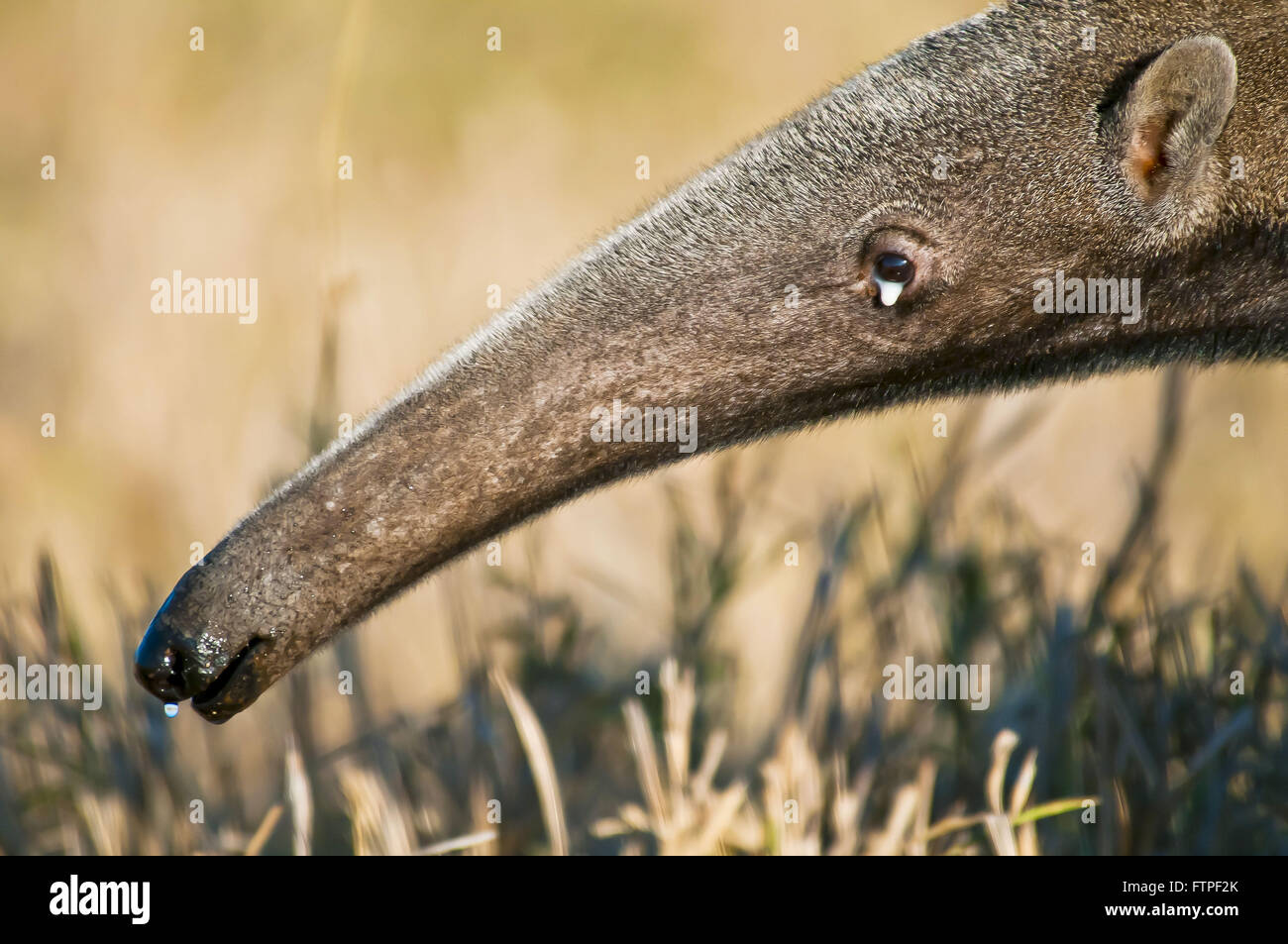 Tamanoir - espèce menacée d'extinction des animaux - Myrmecophaga tridactyla Banque D'Images