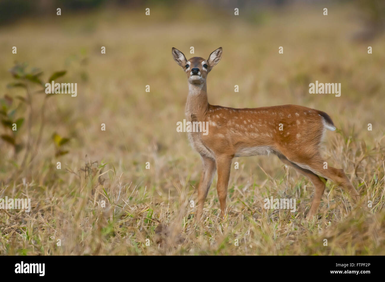 Jeune Cerf des Pampas dans le Pantanal - Ozotoceros bezoarticus Banque D'Images