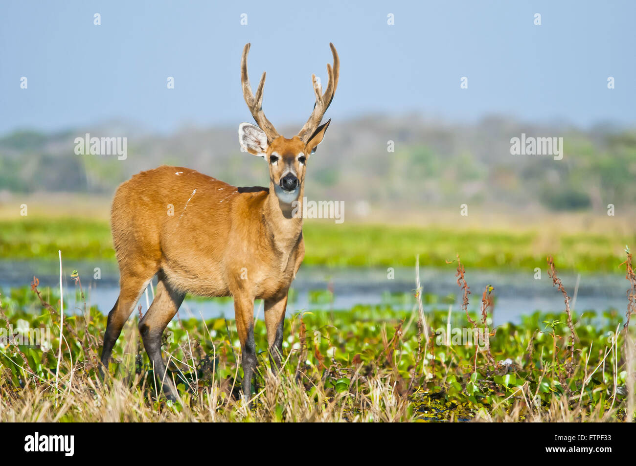 Hart-de-terres humides du Pantanal - Blastocerus dichotomus Banque D'Images