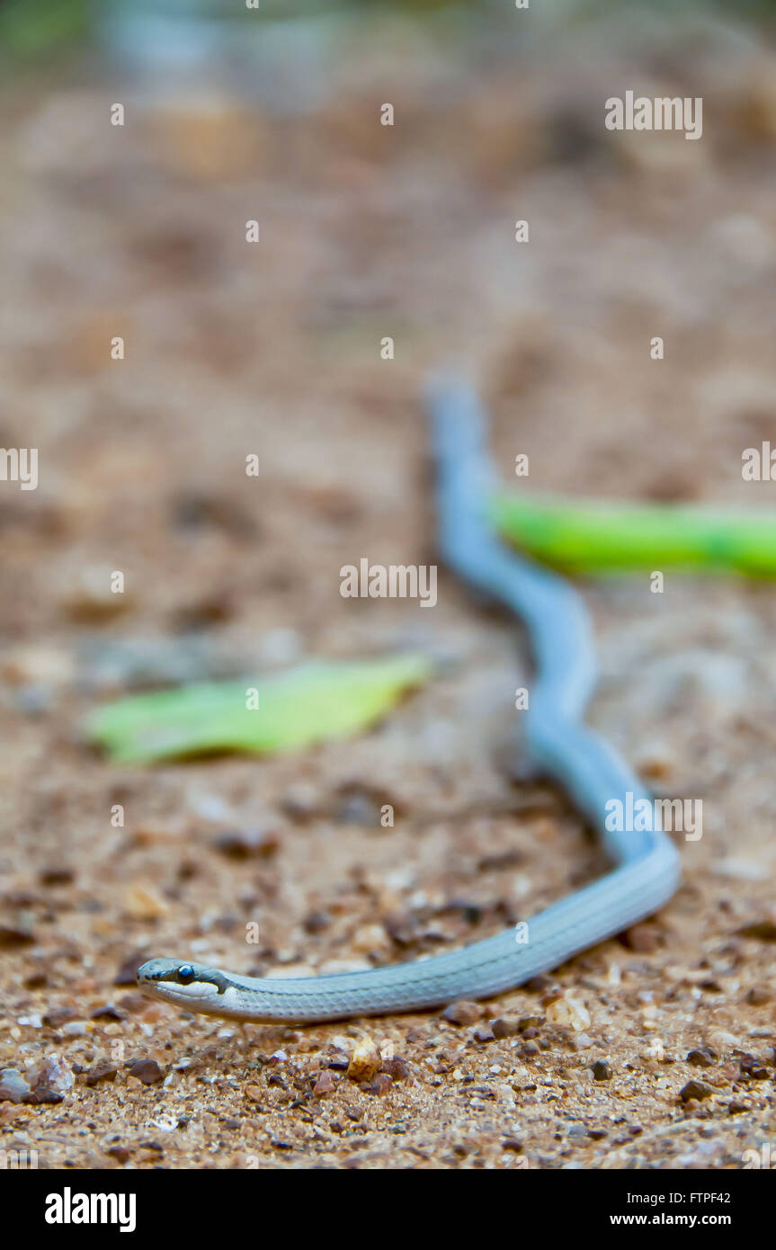 Serpent de vigne aussi connu sous le nom de snake-cheveux - quadricarinatus Chironius Banque D'Images