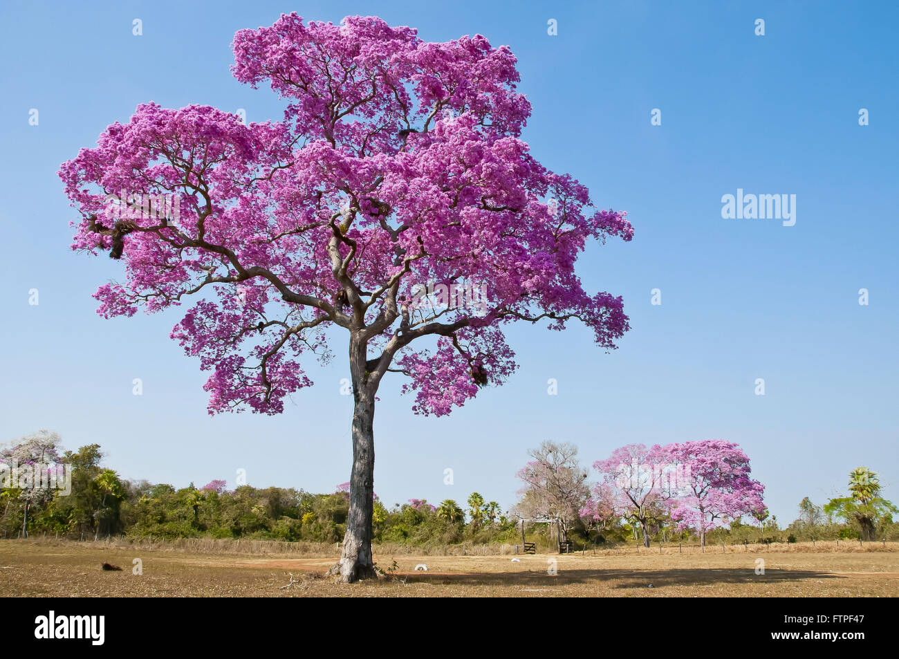 Rei rei-violet ou rose aussi appelé Piuva le Pantanal - Tabebuia sp Banque D'Images