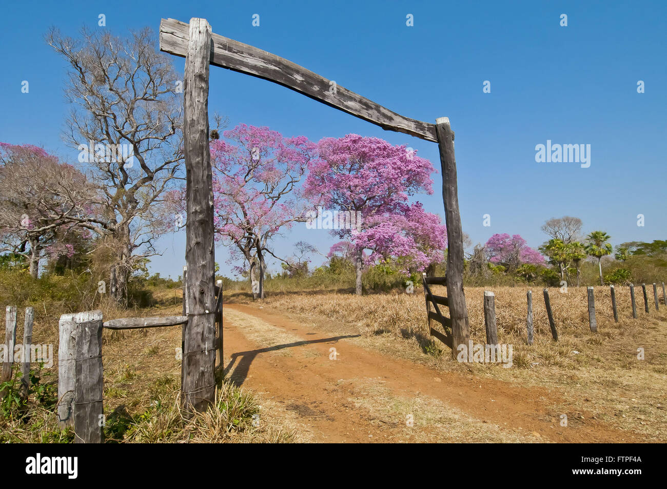 Rei rei-violet ou rose aussi appelé Piuva le Pantanal - Tabebuia sp Banque D'Images
