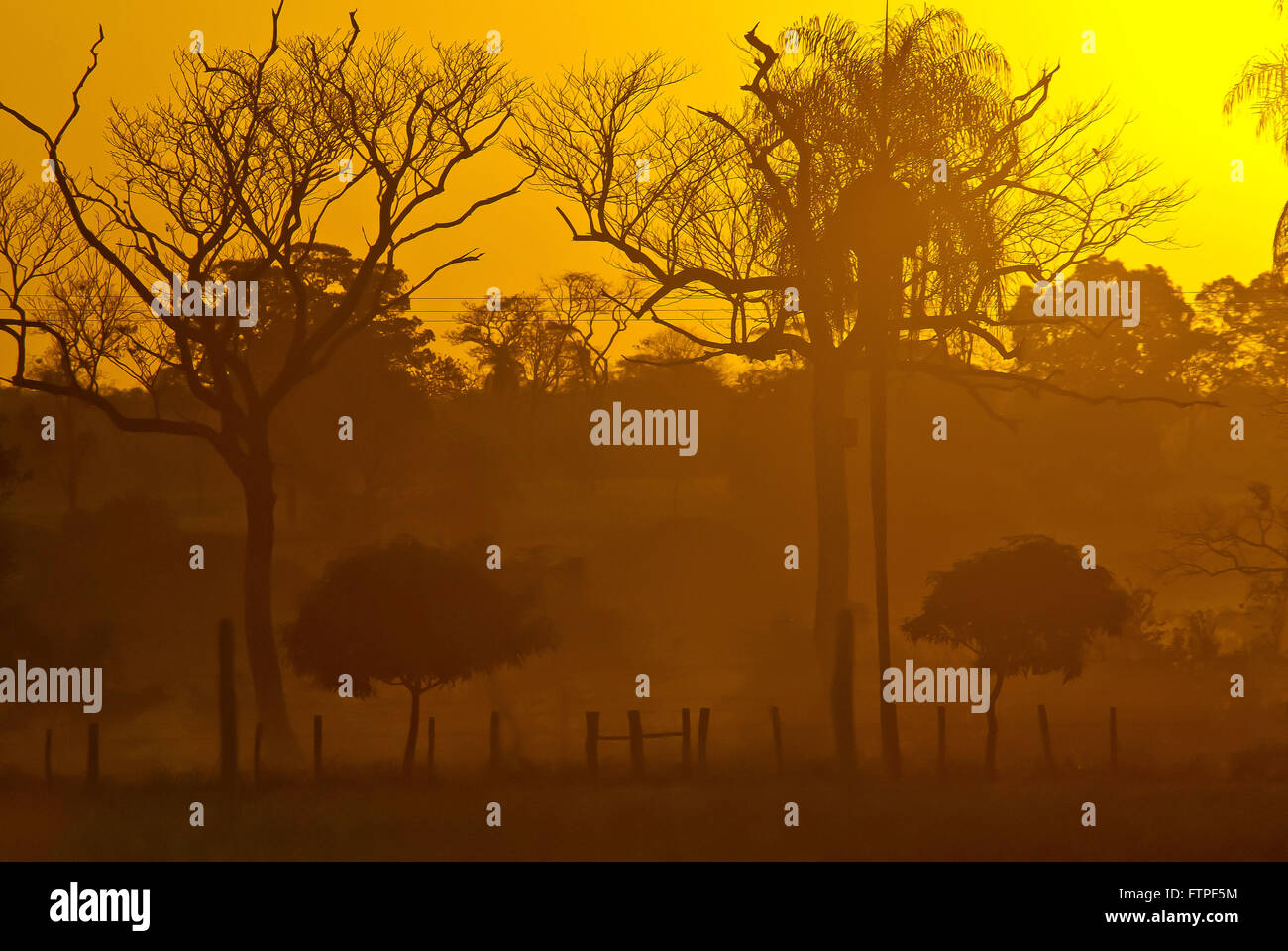 Arbre par le soleil dans le sud Pantanal Banque D'Images