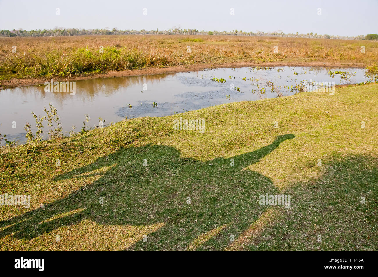 Ombre pantaneiro pion dans l'herbe Banque D'Images