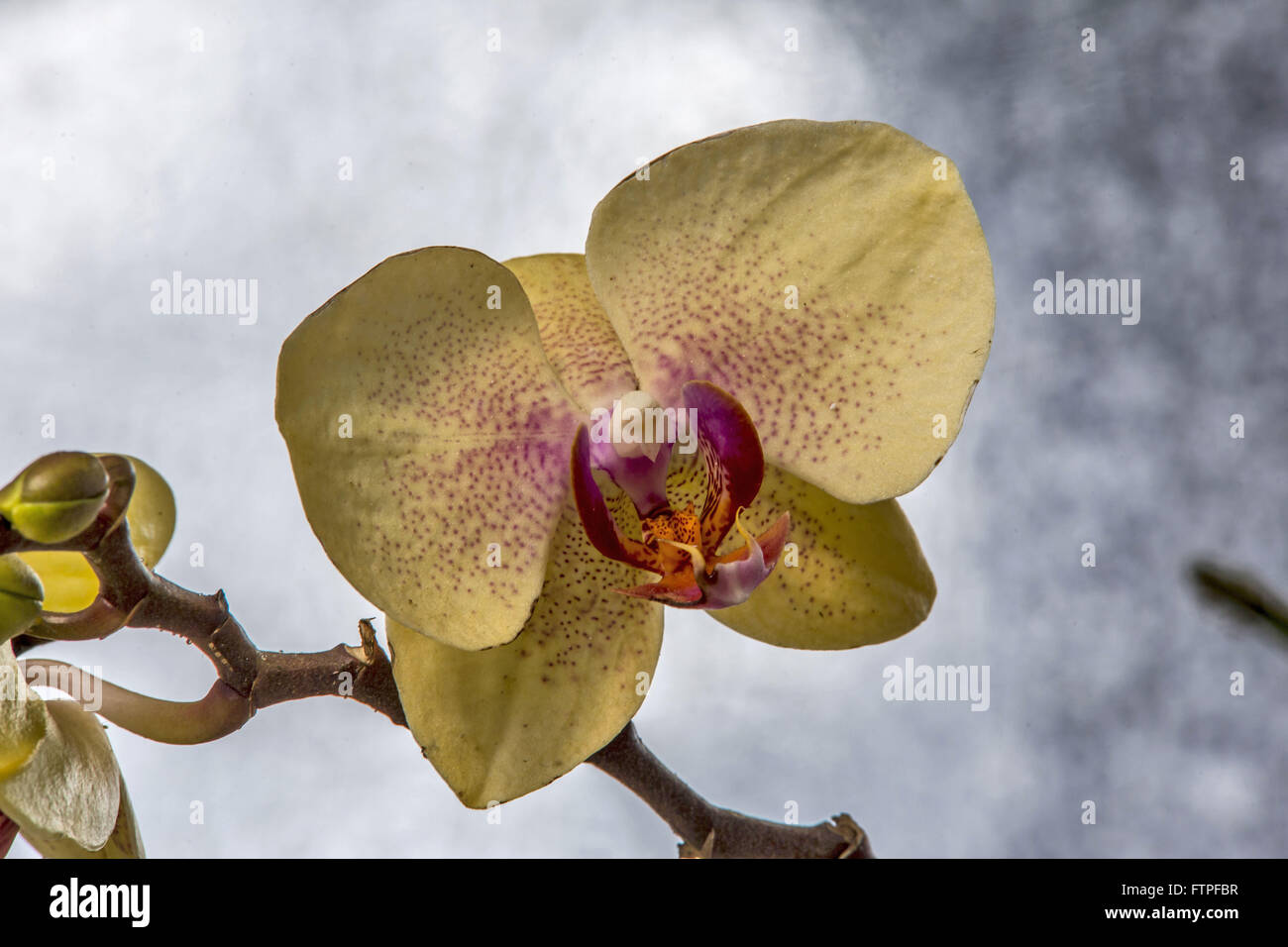 Le Orquidea Orchidées Ruth Cardoso Villa Lobos Park Banque D'Images