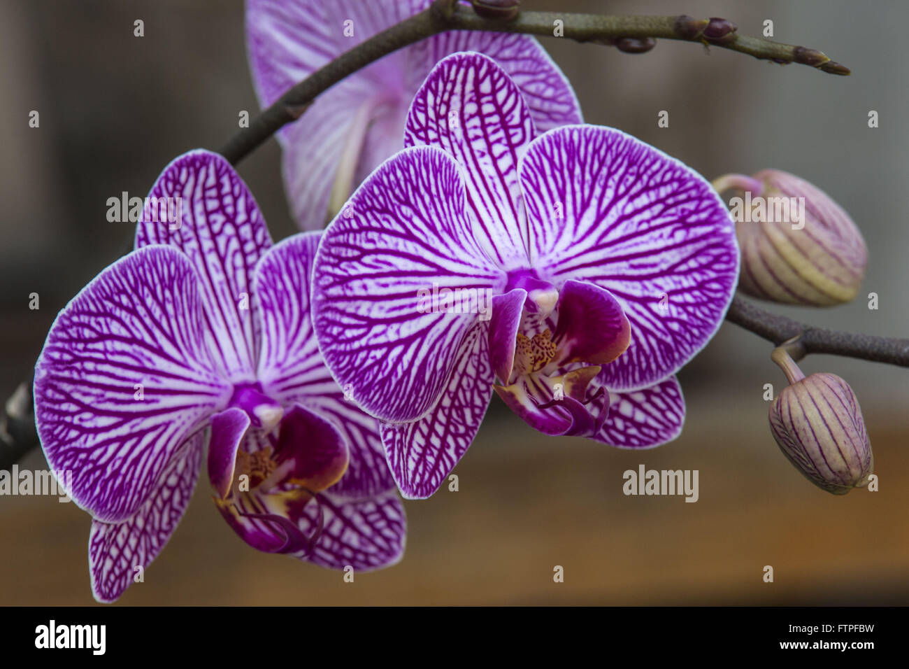 Le Orquidea Orchidées Ruth Cardoso Villa Lobos Park Banque D'Images