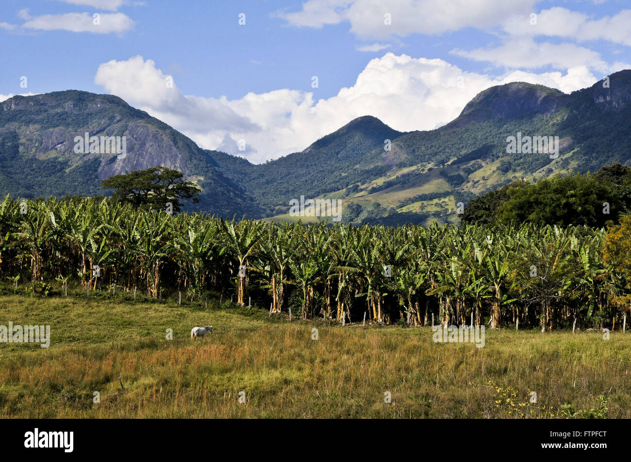 Plantation de bananes Luminosa centre-ville d'Brazopolis - sud de Minas Gerais Banque D'Images